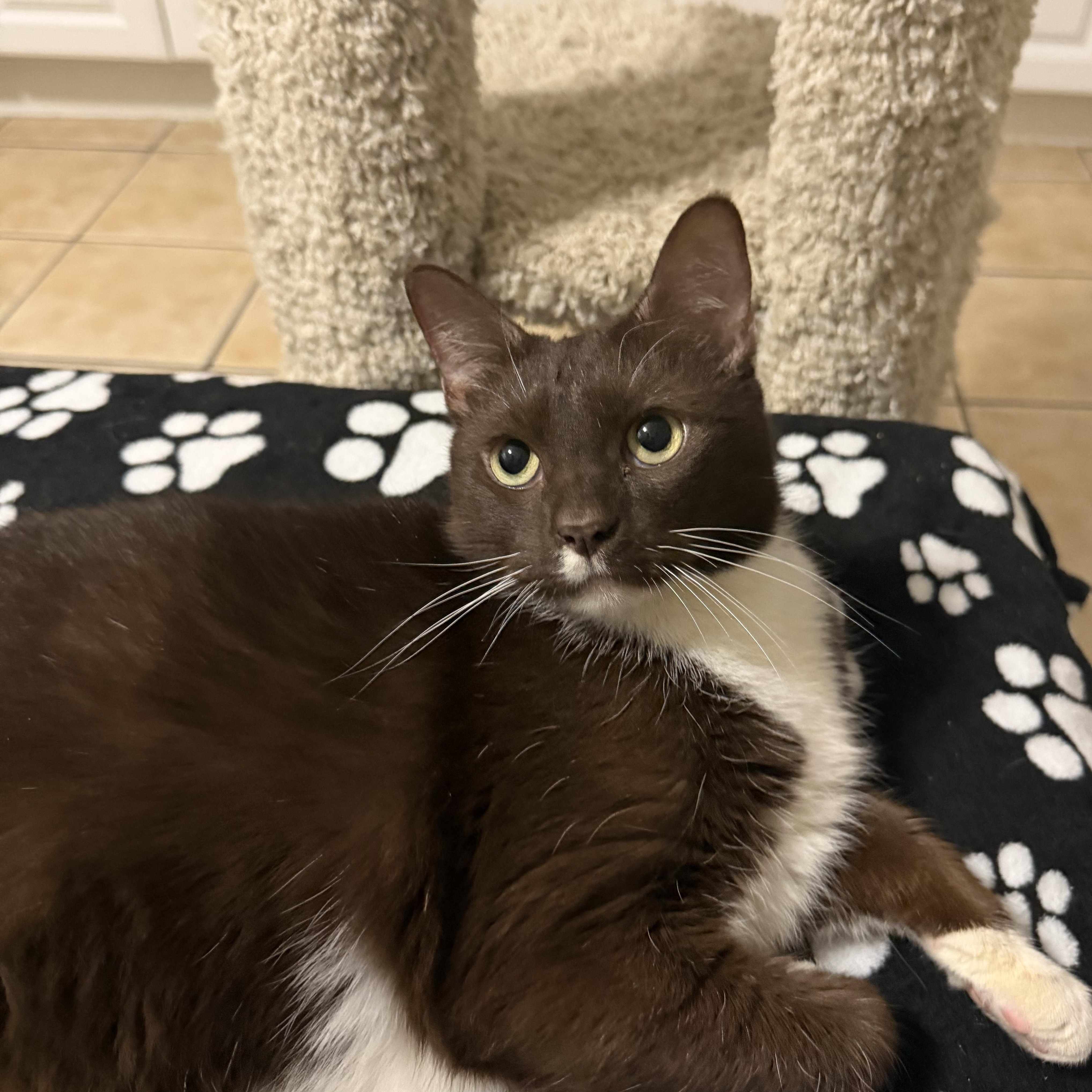 Enlarge MALCOLM, a Adoptable Domestic Short Hair in Hamilton, NJ image 2/5