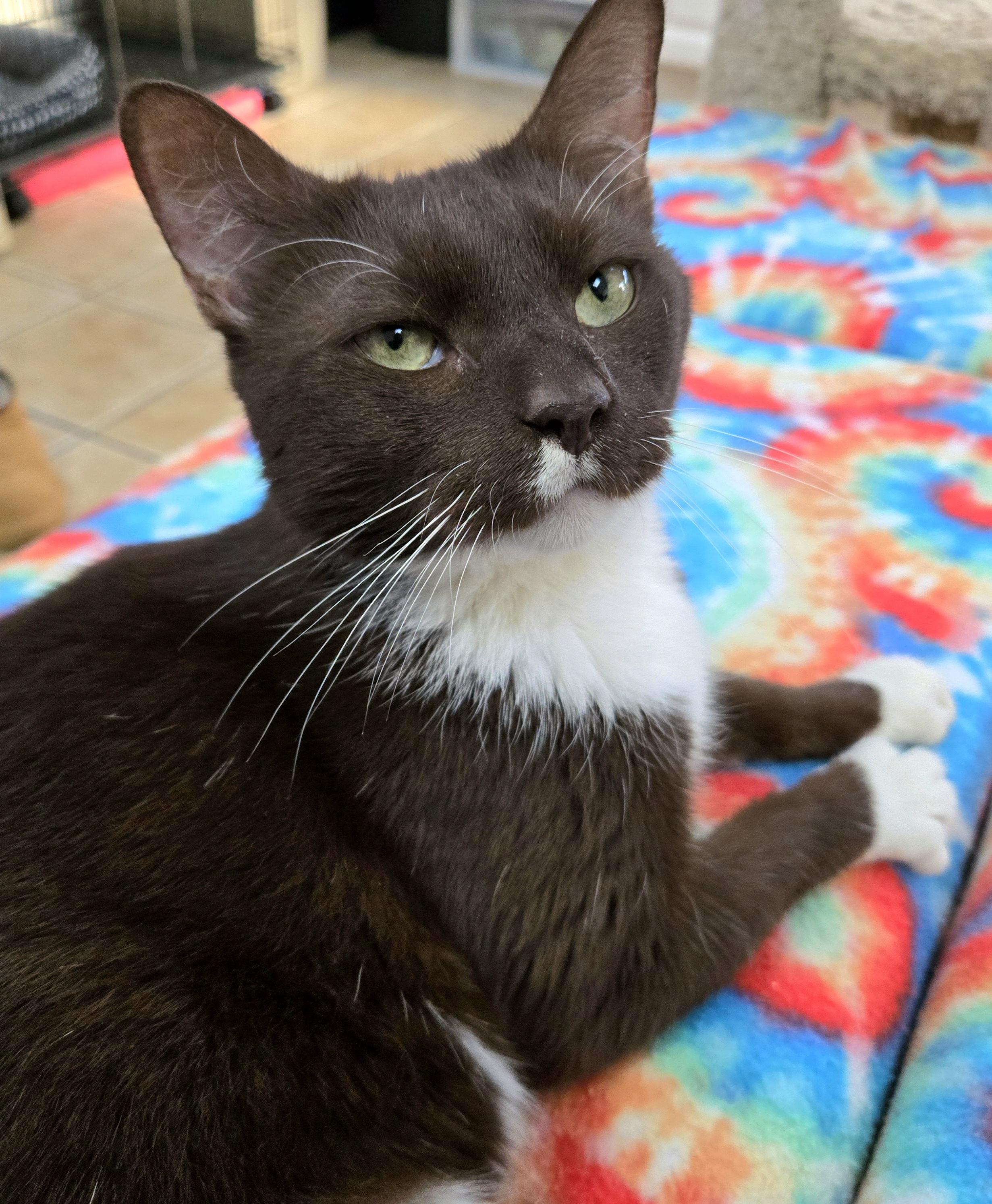 Enlarge MALCOLM, a Adoptable Domestic Short Hair in Hamilton, NJ image 4/5