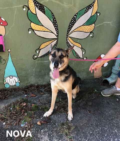 Enlarge Nova, a Adoptable mixed breed in Washington, GA image 2/6