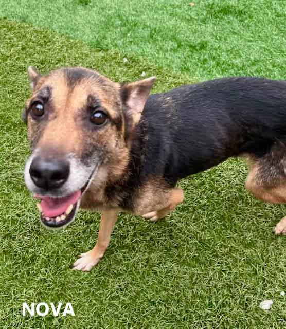 Enlarge Nova, a Adoptable mixed breed in Washington, GA image 4/6