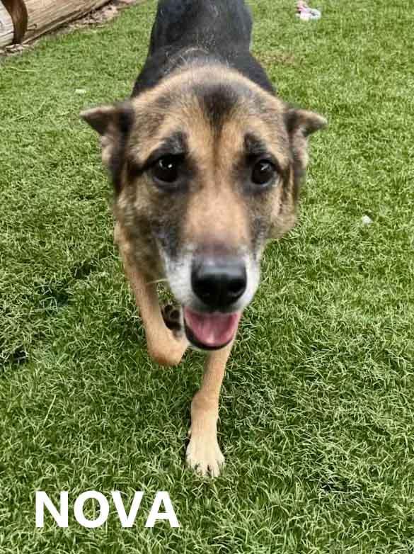 Enlarge Nova, a Adoptable mixed breed in Washington, GA image 5/6