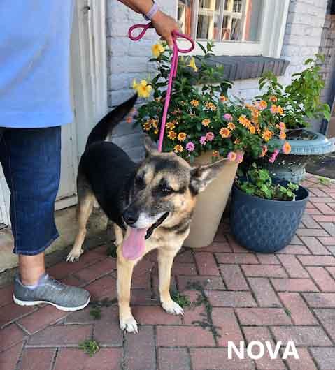 Enlarge Nova, a Adoptable mixed breed in Washington, GA image 6/6