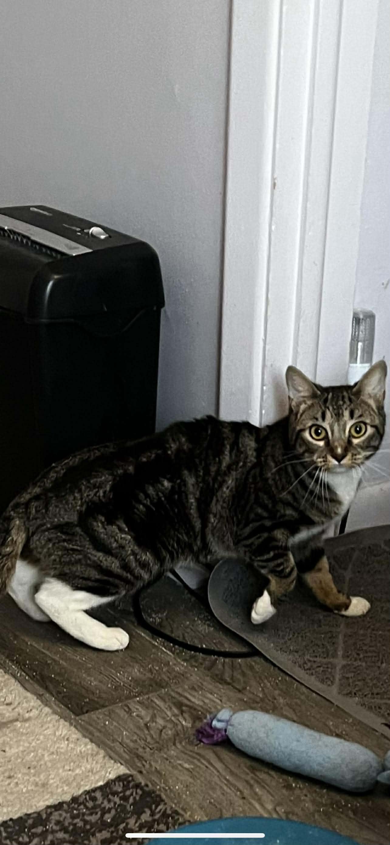 Reign, a Adoptable Domestic Short Hair in Rochester, NY image 1/3