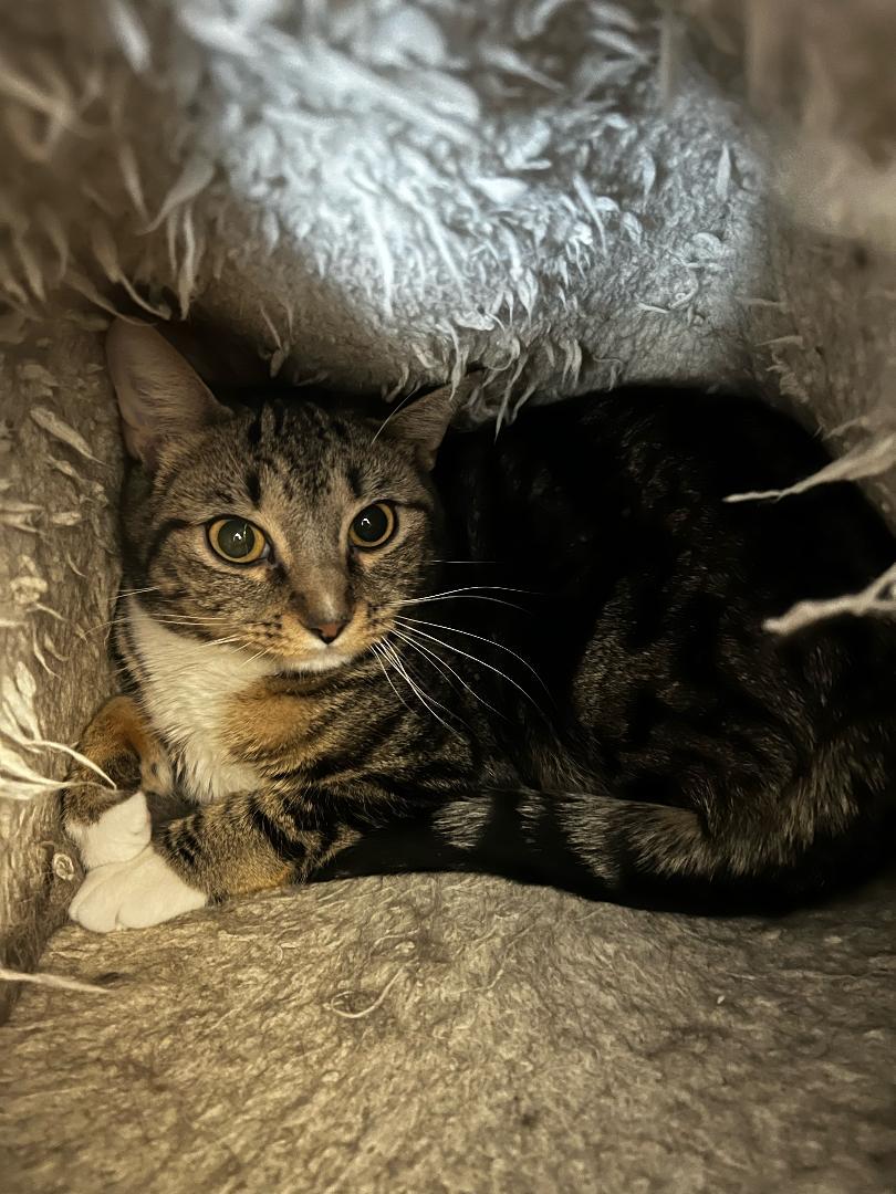 Reign, a Adoptable Domestic Short Hair in Rochester, NY image 2/3