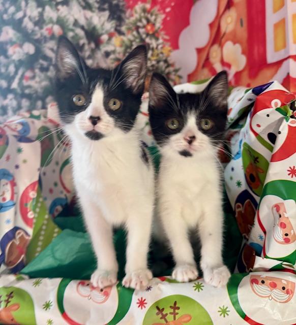 Abby and Gabby, a ADOPTABLE Domestic Short Hair in Orient, OH image 1/6