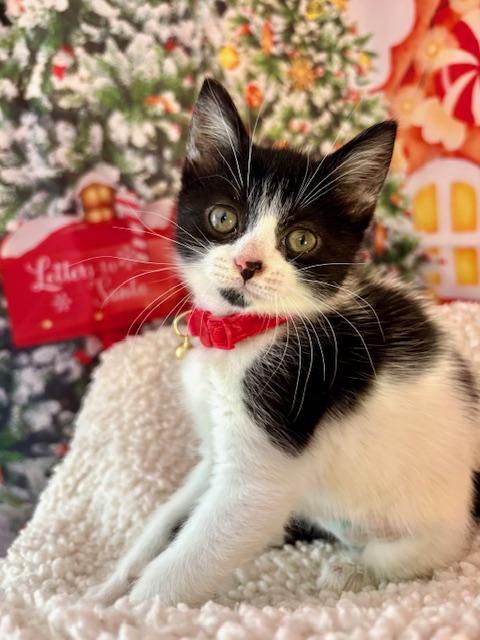 Abby and Gabby, a ADOPTABLE Domestic Short Hair in Orient, OH image 5/6