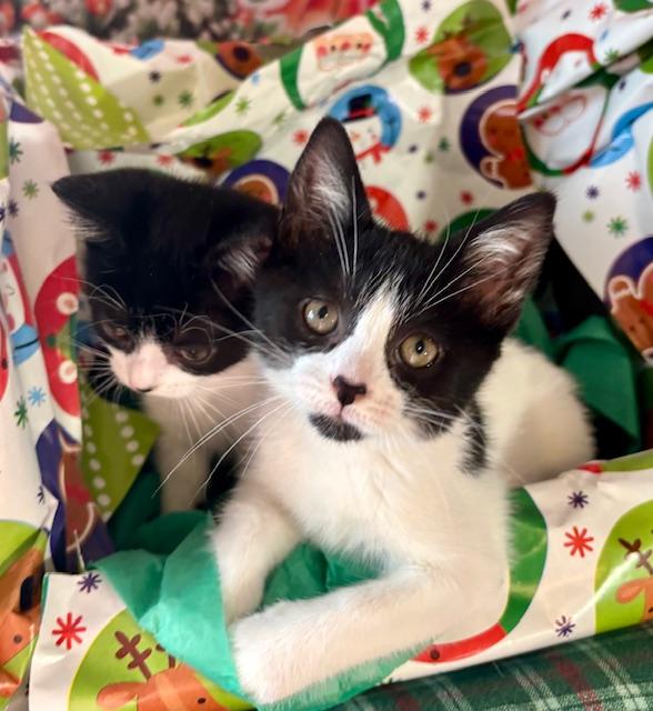 Abby and Gabby, a ADOPTABLE Domestic Short Hair in Orient, OH image 4/6