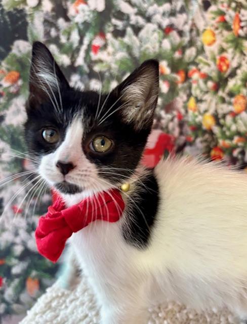 Abby and Gabby, a ADOPTABLE Domestic Short Hair in Orient, OH image 6/6