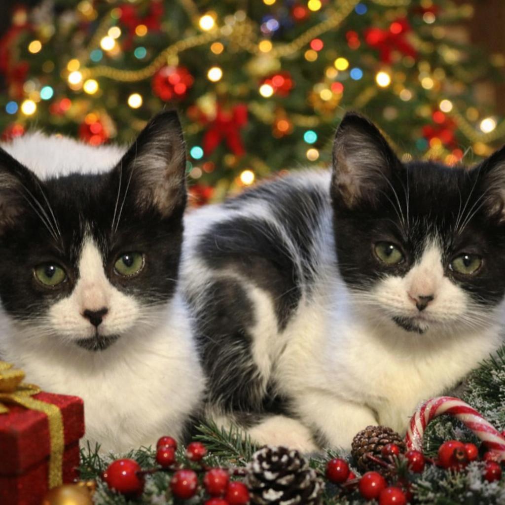 Abby and Gabby, ADOPTABLE, Kitten Female Domestic Short Hair.