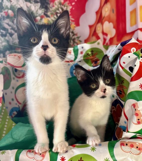 Abby and Gabby, a ADOPTABLE Domestic Short Hair in Orient, OH image 2/6