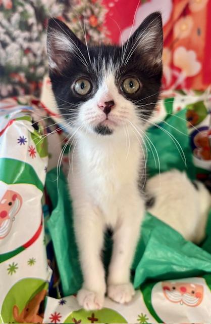 Abby and Gabby, a ADOPTABLE Domestic Short Hair in Orient, OH image 3/6