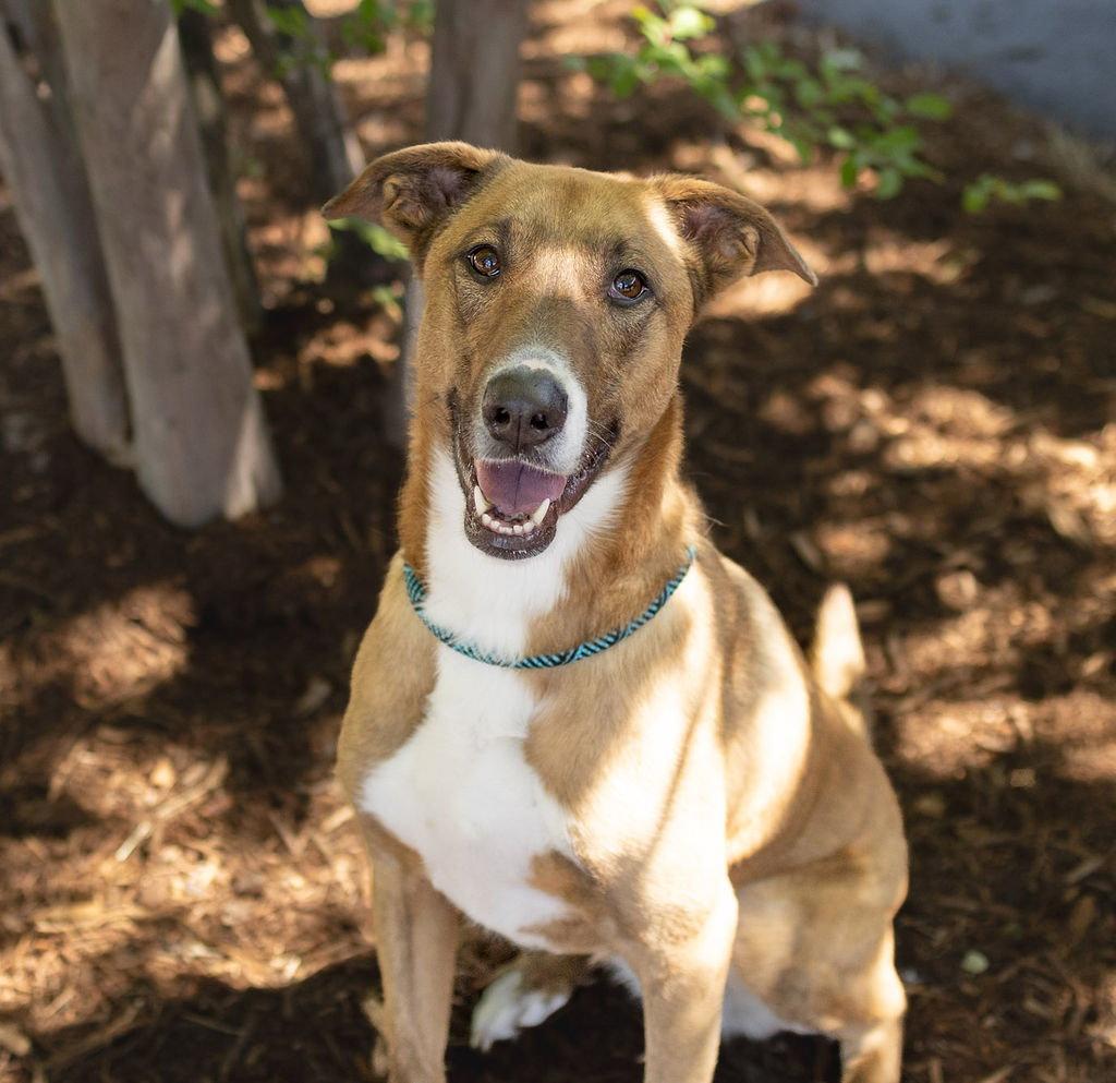 Tilda, Adoptable, Adult Female Greyhound.