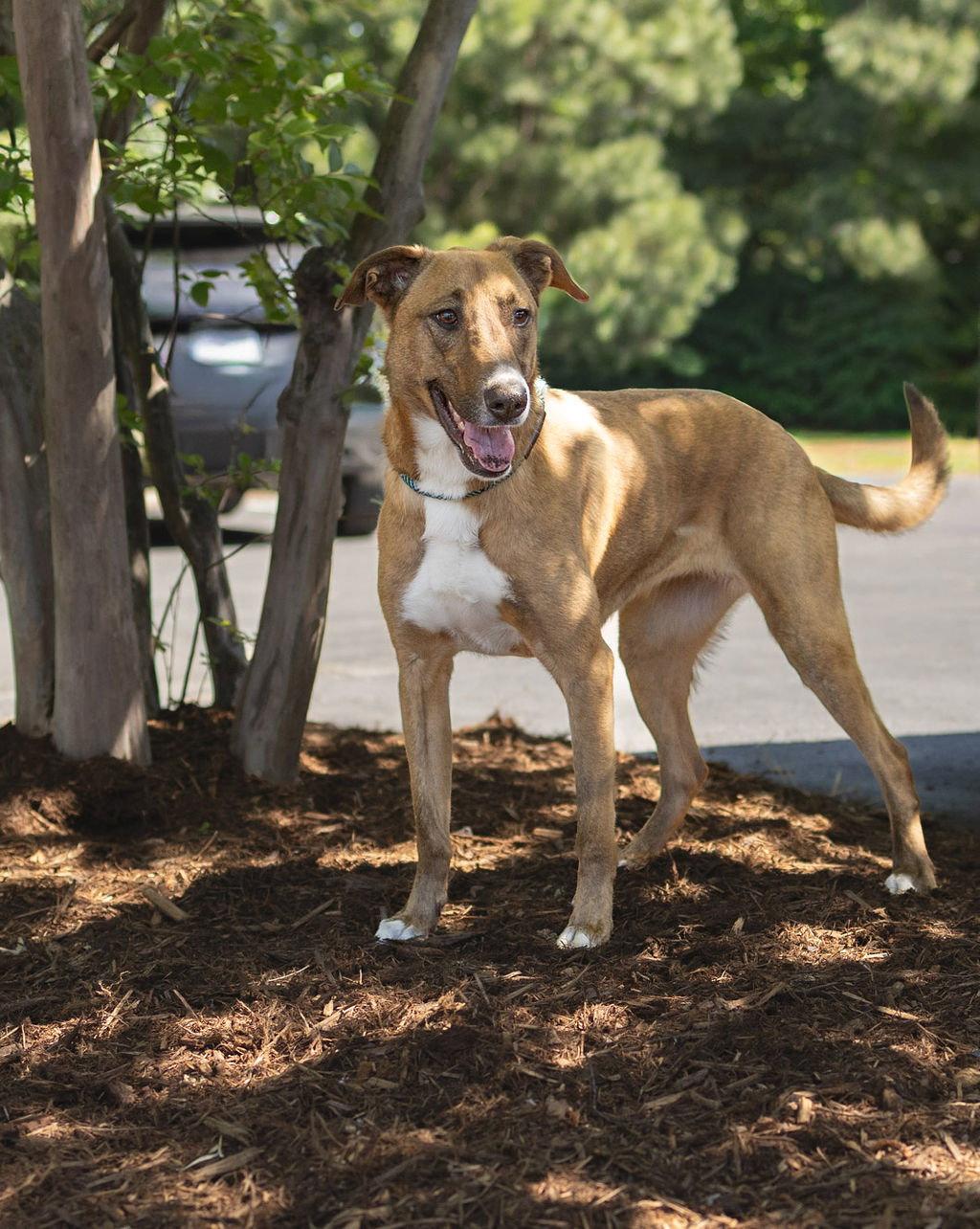 Tilda, a Adoptable Greyhound in Durham, NC image 2/3