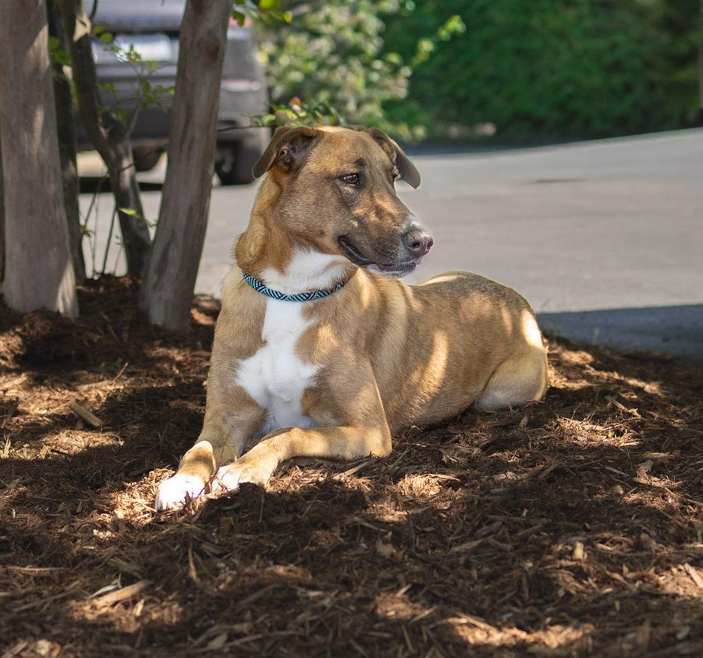 Tilda, a Adoptable Greyhound in Durham, NC image 3/3