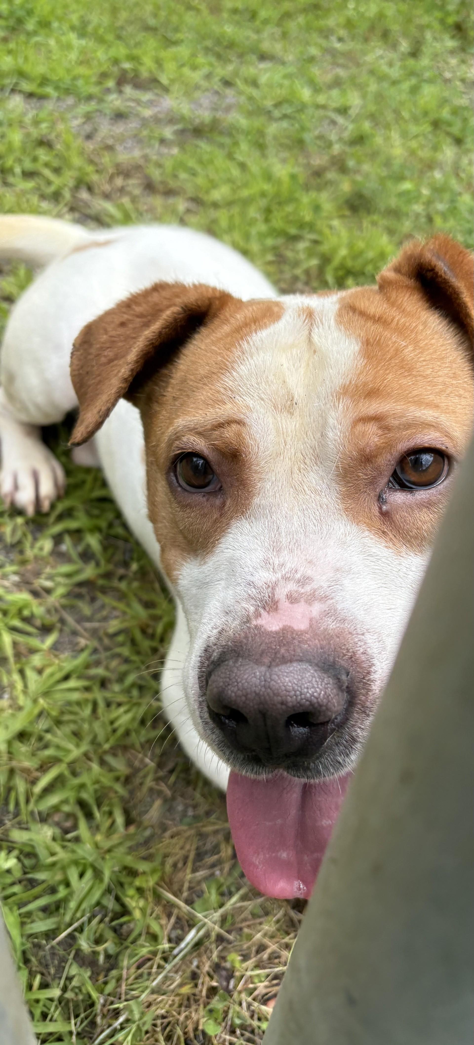 Louie, Adoptable, Adult Male Pit Bull Terrier.