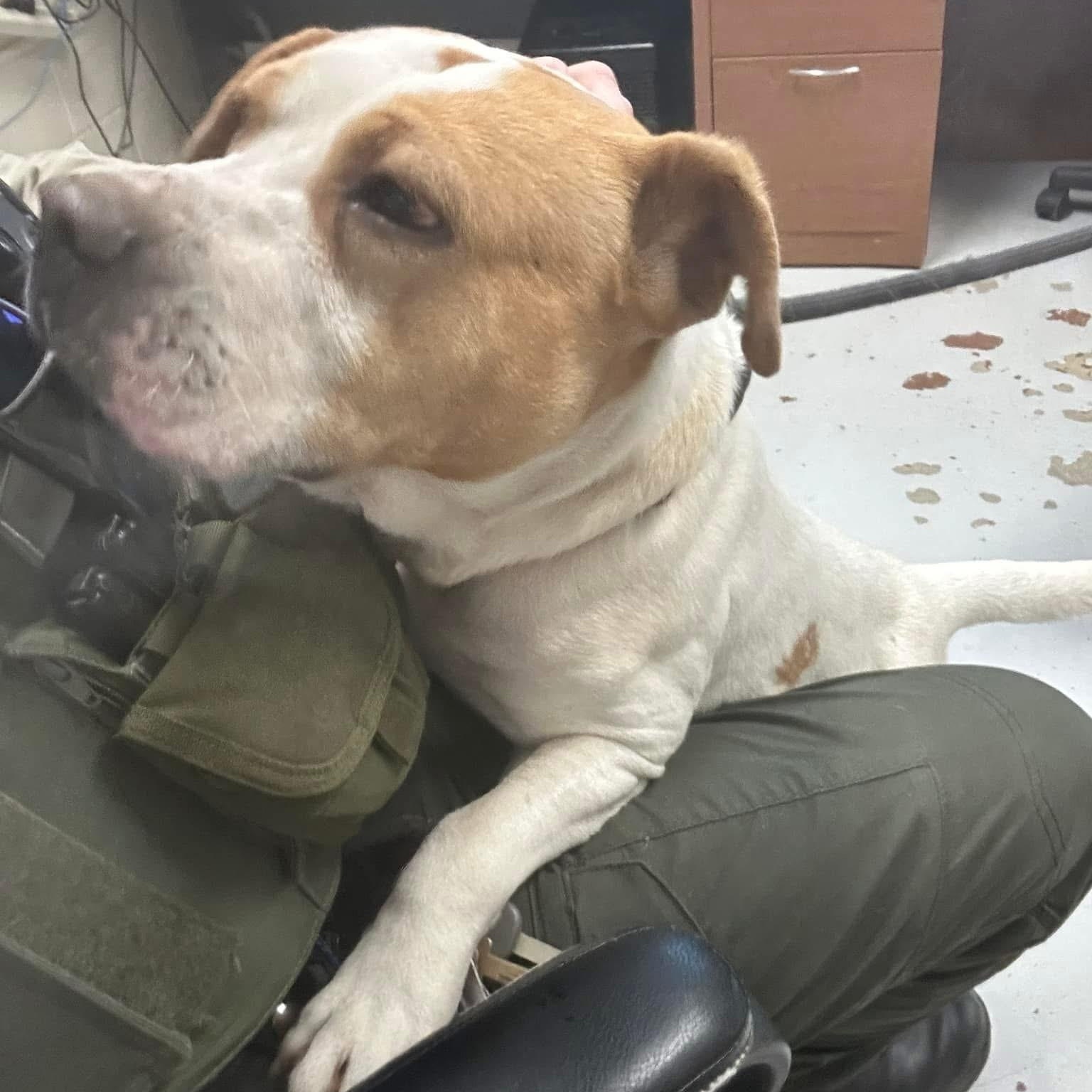 Louie, a Adoptable Pit Bull Terrier in Elberon, VA image 2/2