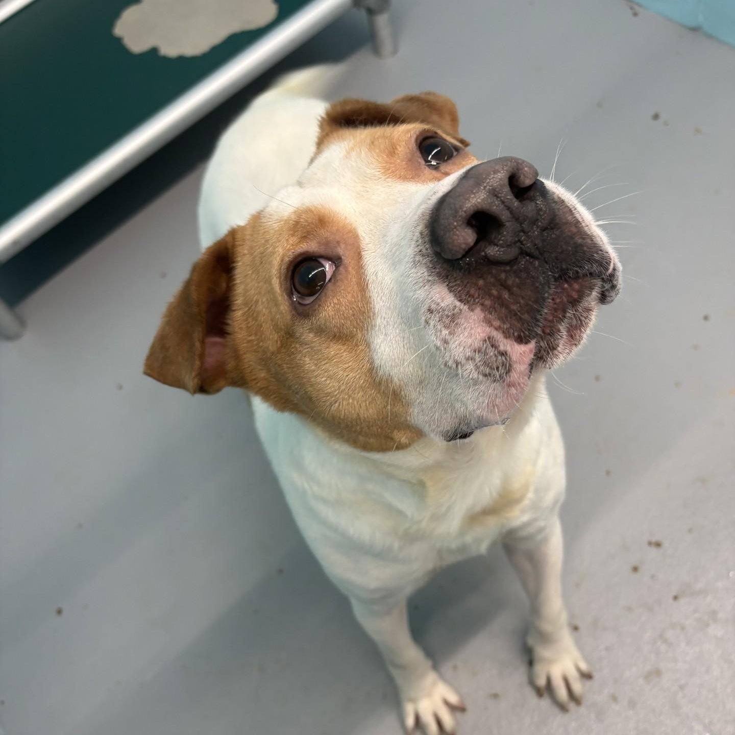 Louie, Adoptable, Adult Male Pit Bull Terrier.