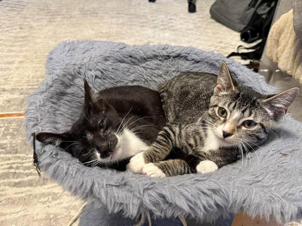 Peony and Magnolia, Adoptable, Kitten Female Domestic Short Hair.
