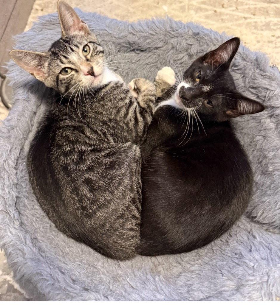 Enlarge Peony and Magnolia, a Adoptable Domestic Short Hair in Brooklyn, NY image 2/3