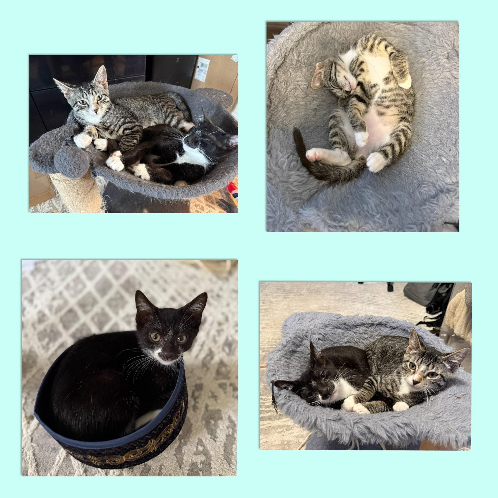 Enlarge Peony and Magnolia, a Adoptable Domestic Short Hair in Brooklyn, NY image 3/3