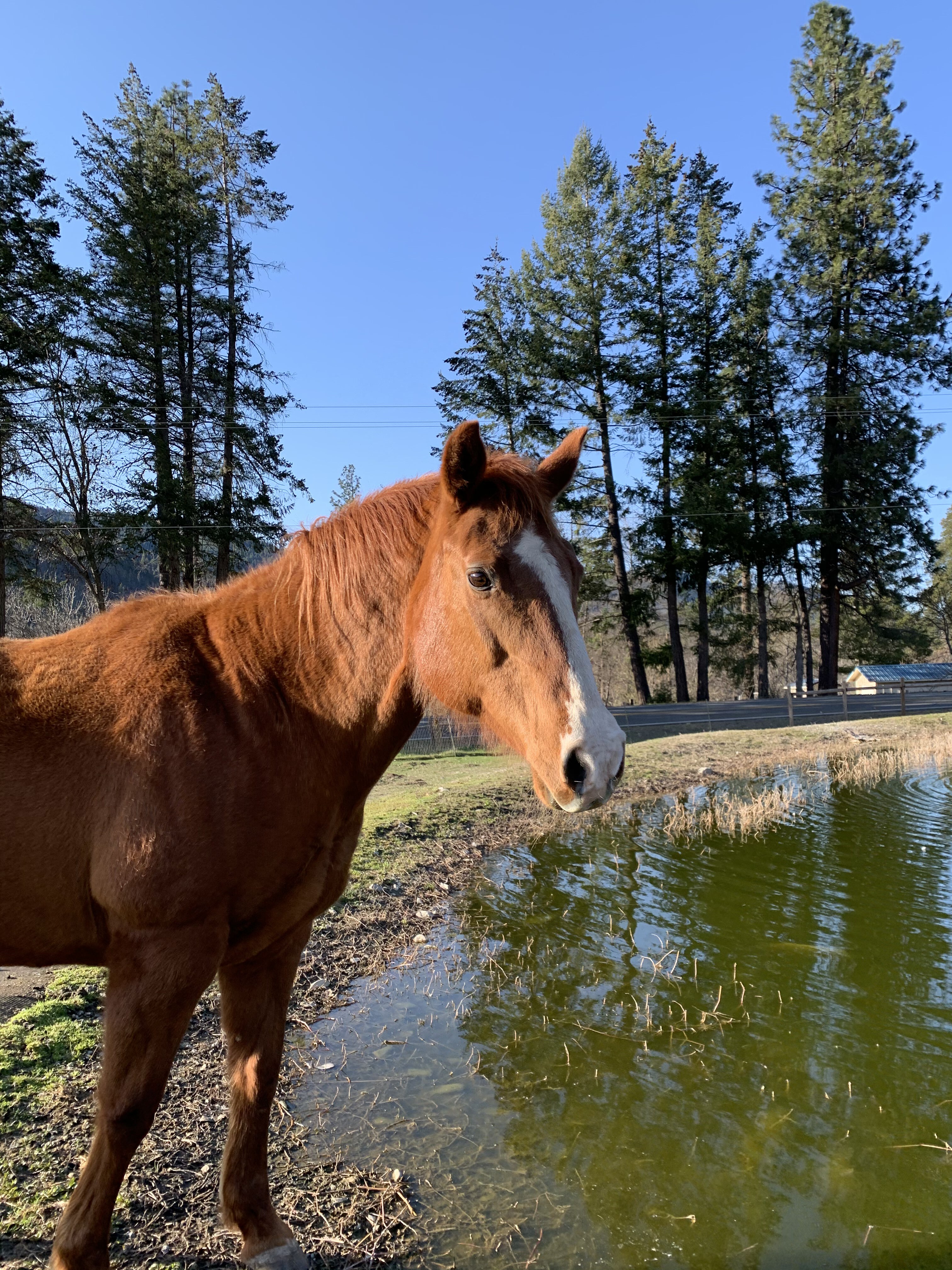 Doty, a Adoptable Quarterhorse in Jacksonville, OR image 1/7