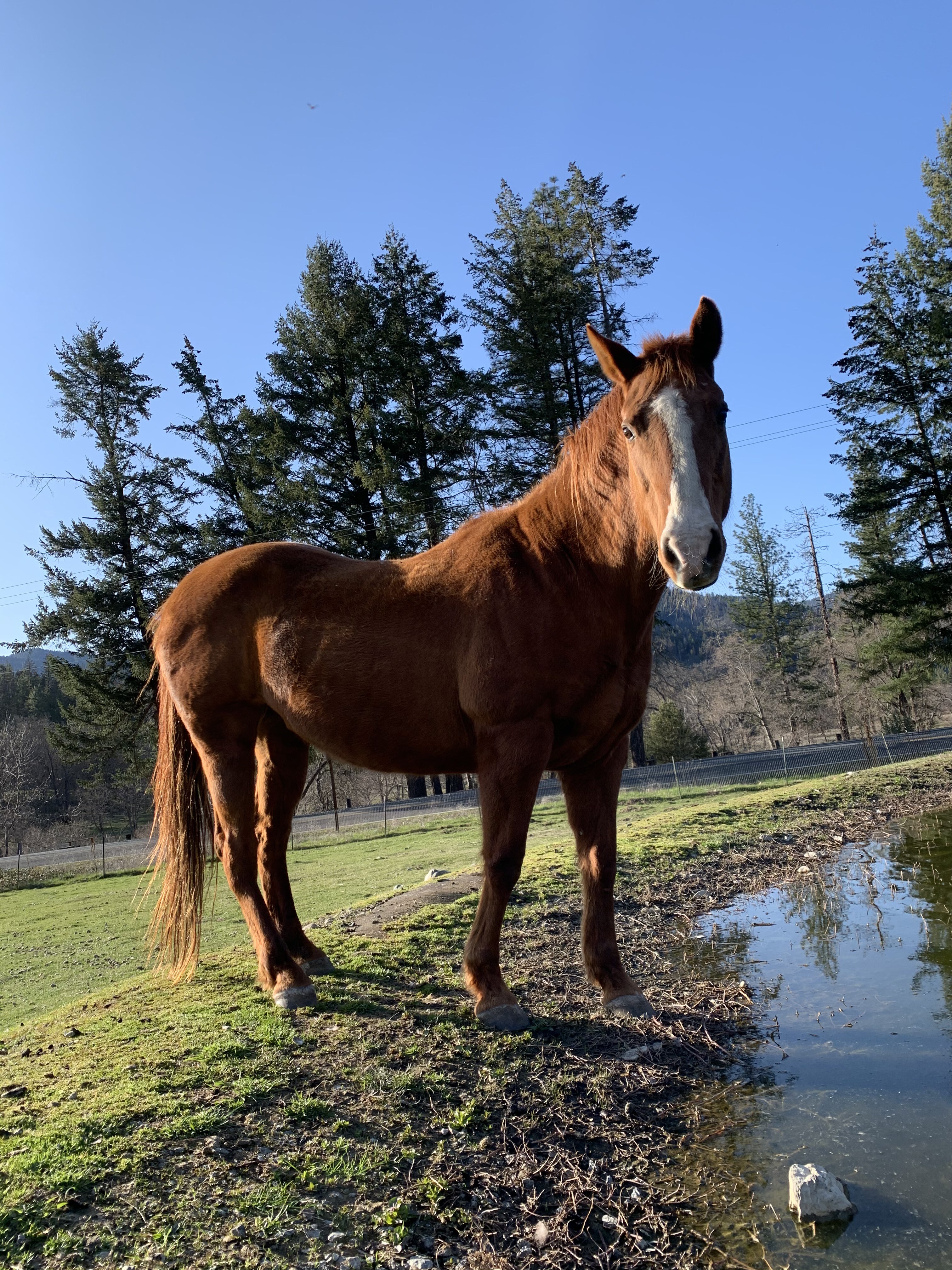 Doty, a Adoptable Quarterhorse in Jacksonville, OR image 2/7