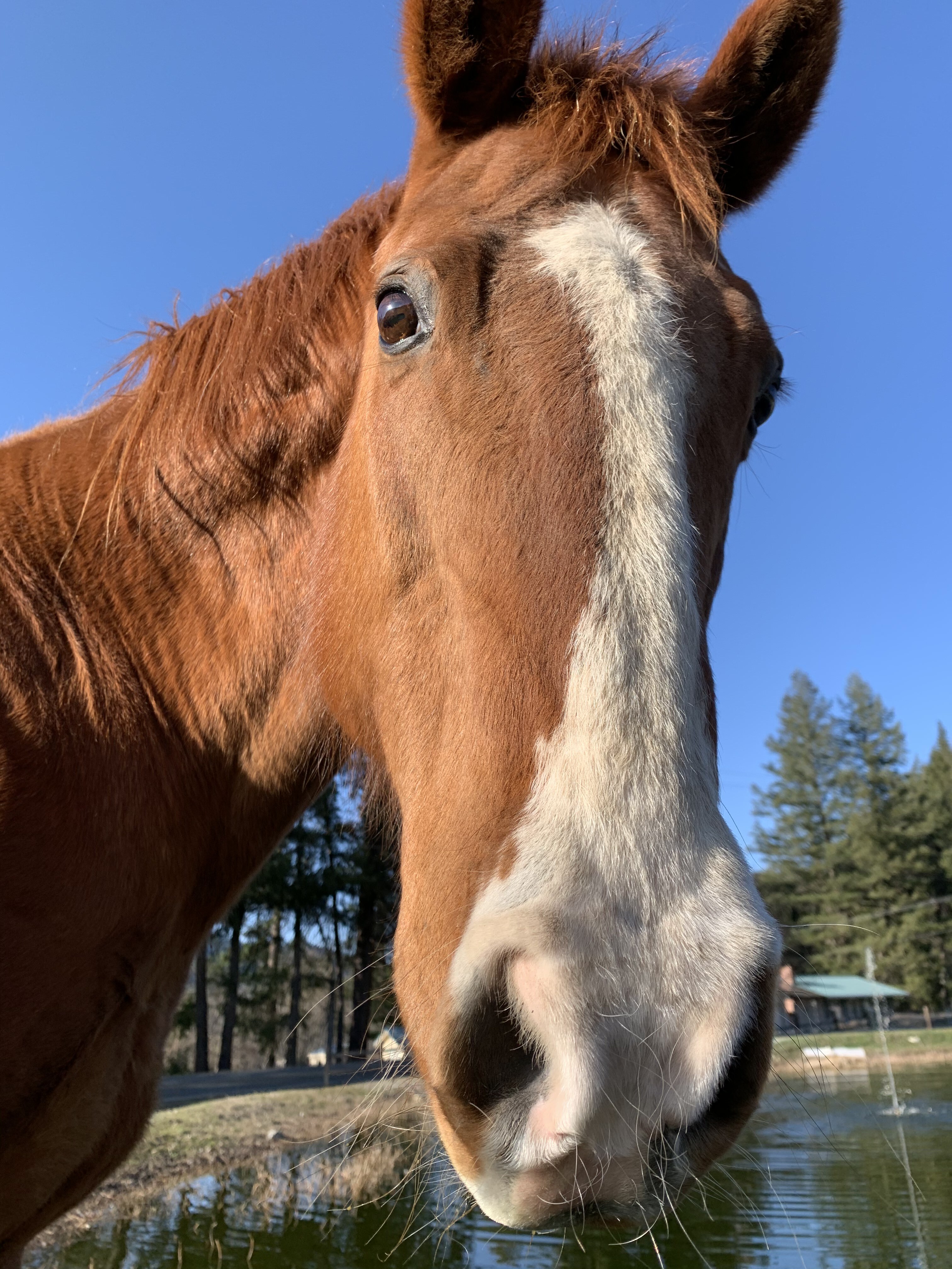 Doty, a Adoptable Quarterhorse in Jacksonville, OR image 3/7