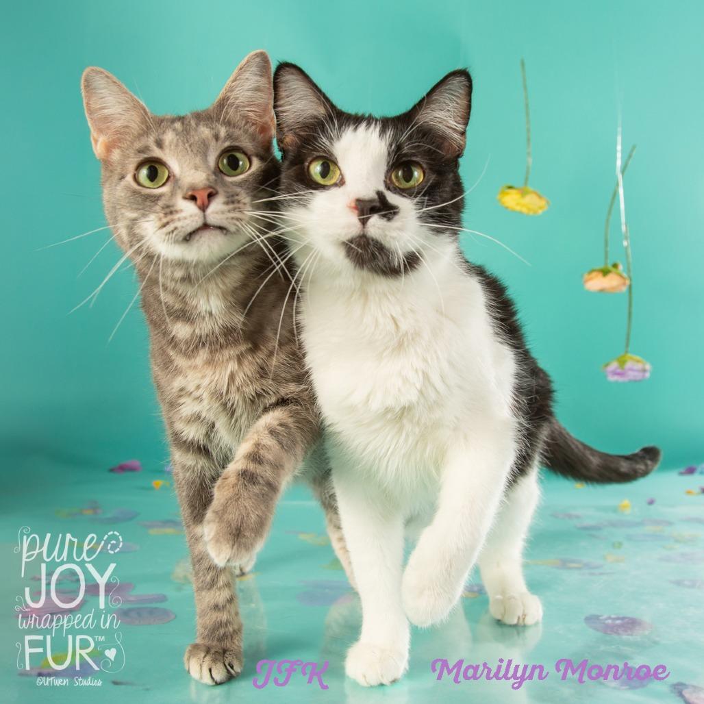 Kennedy, a Adoptable Domestic Short Hair in Springfield, MO image 1/4