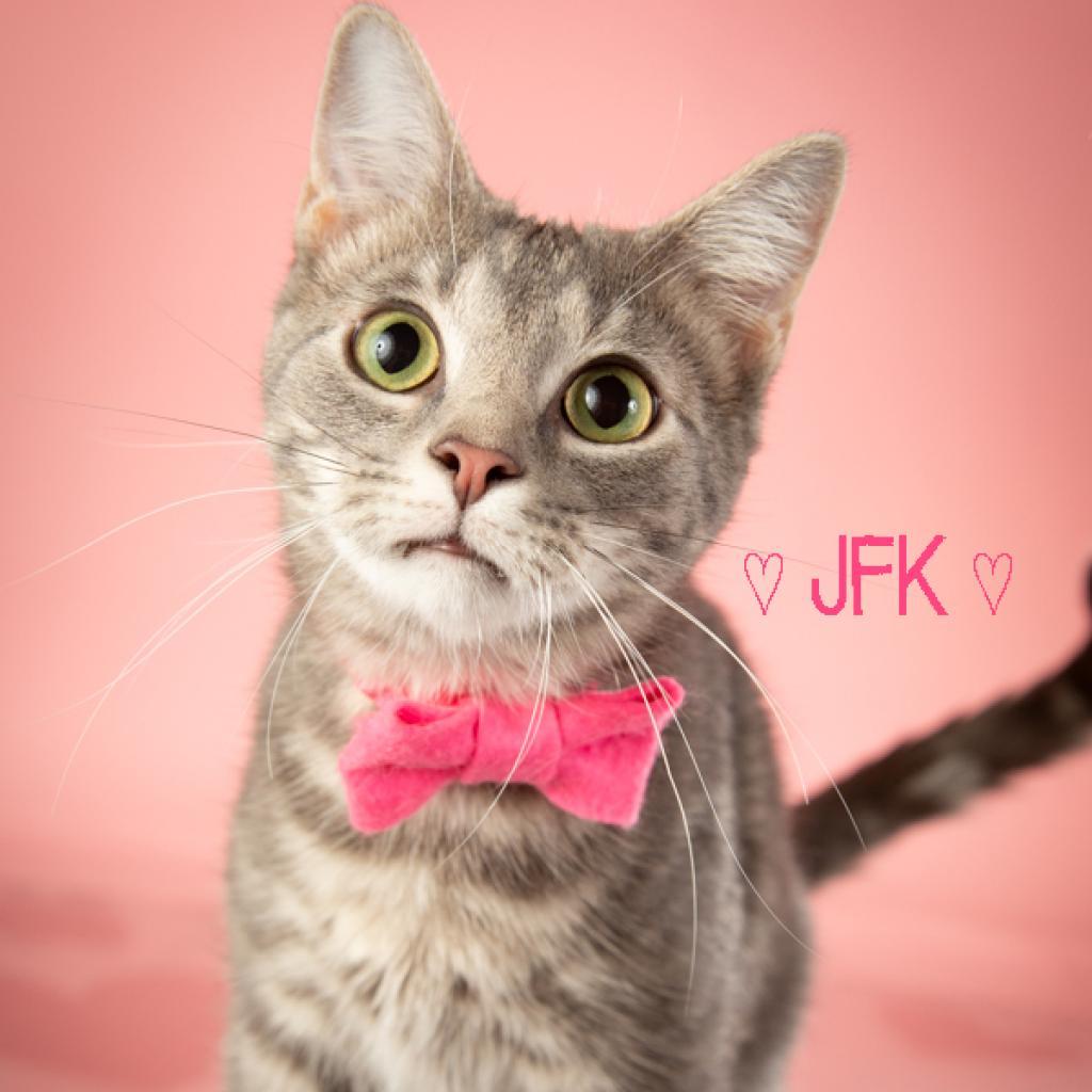 Kennedy, a Adoptable Domestic Short Hair in Springfield, MO image 2/4