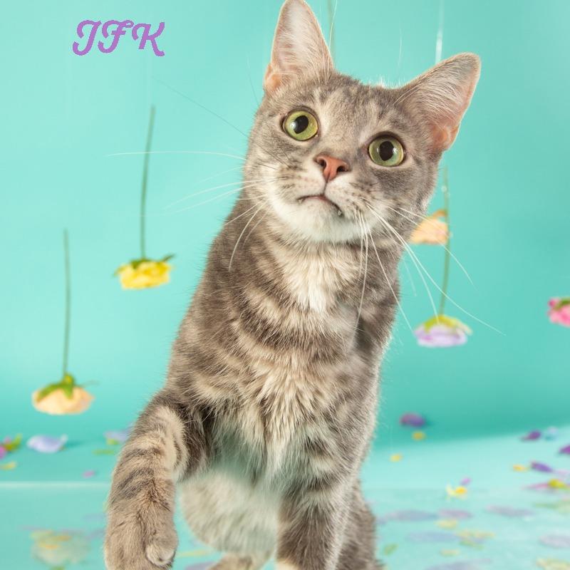 Kennedy, a Adoptable Domestic Short Hair in Springfield, MO image 3/4
