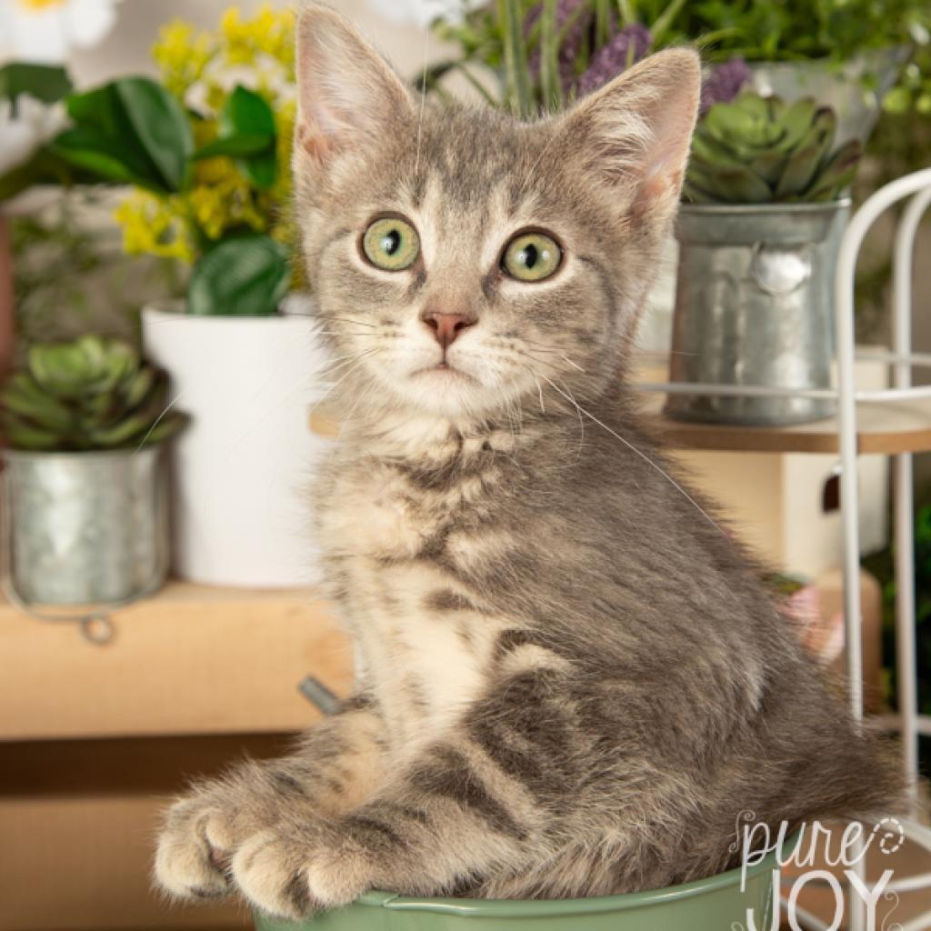 Kennedy, a Adoptable Domestic Short Hair in Springfield, MO image 4/4
