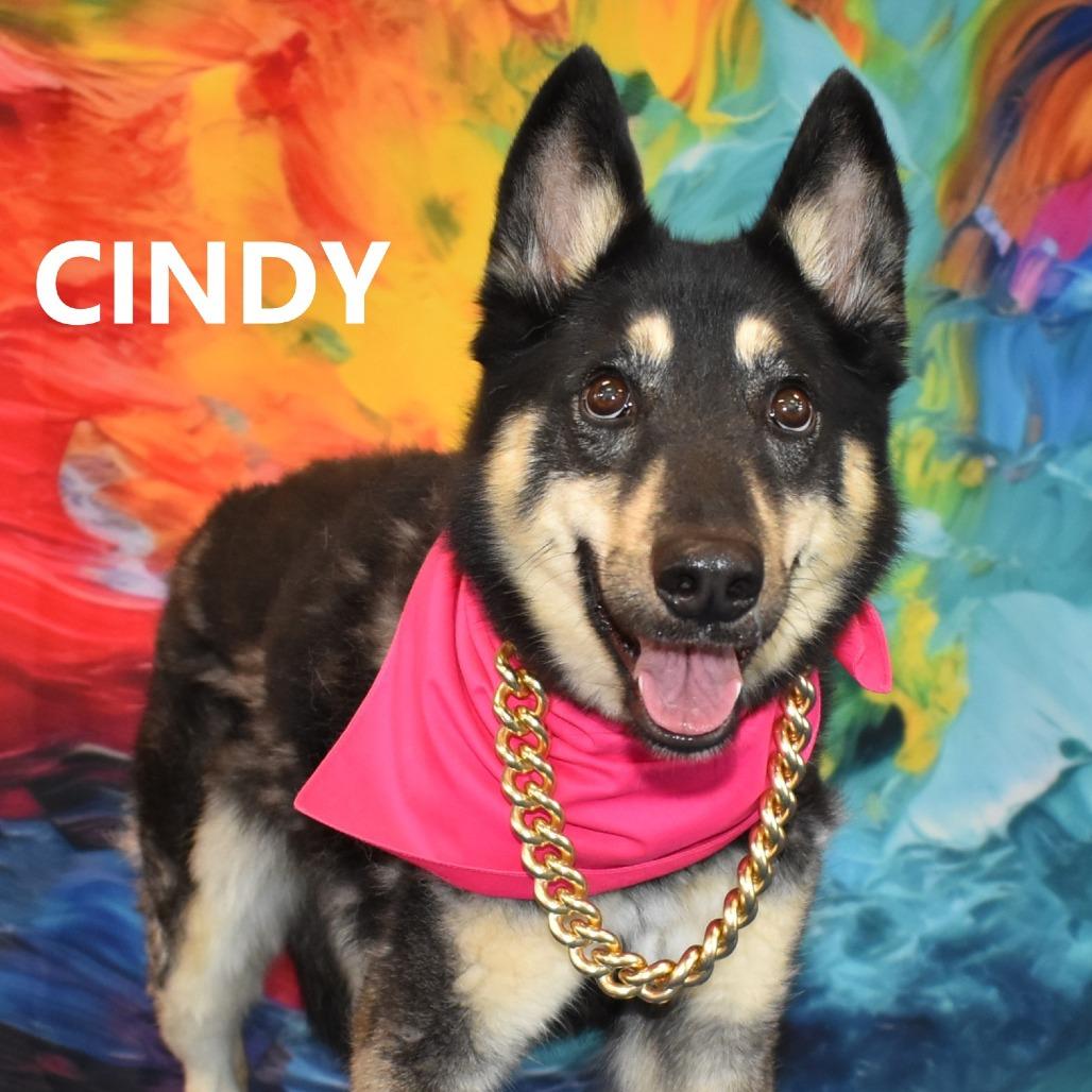 Cindy, Adoptable, Adult Female Shepherd.
