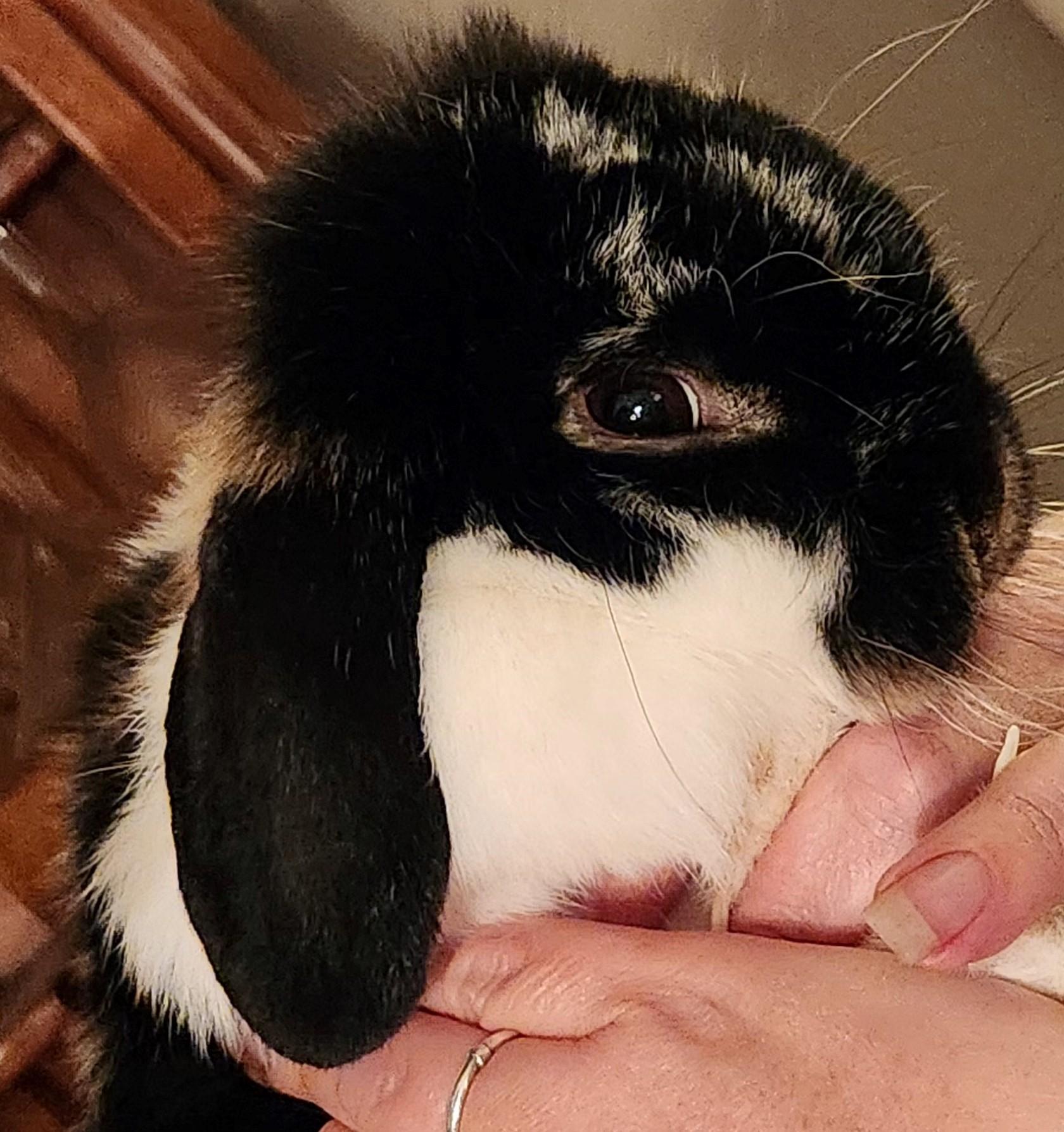 Buckwheat (bonded to her mom GusGus), a Adoptable Mini Lop in Carnation, WA image 2/3