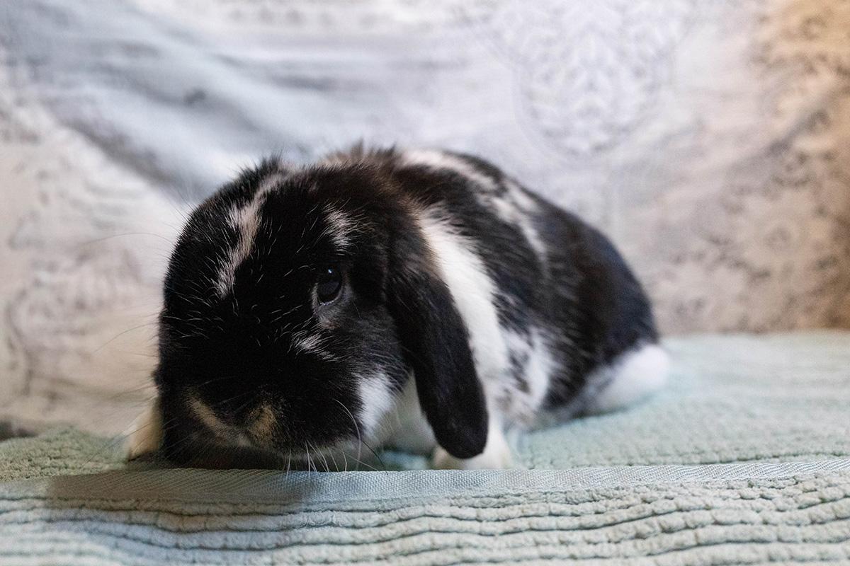 Buckwheat (bonded to her mom GusGus), Adoptable, Adult Female Mini Lop.