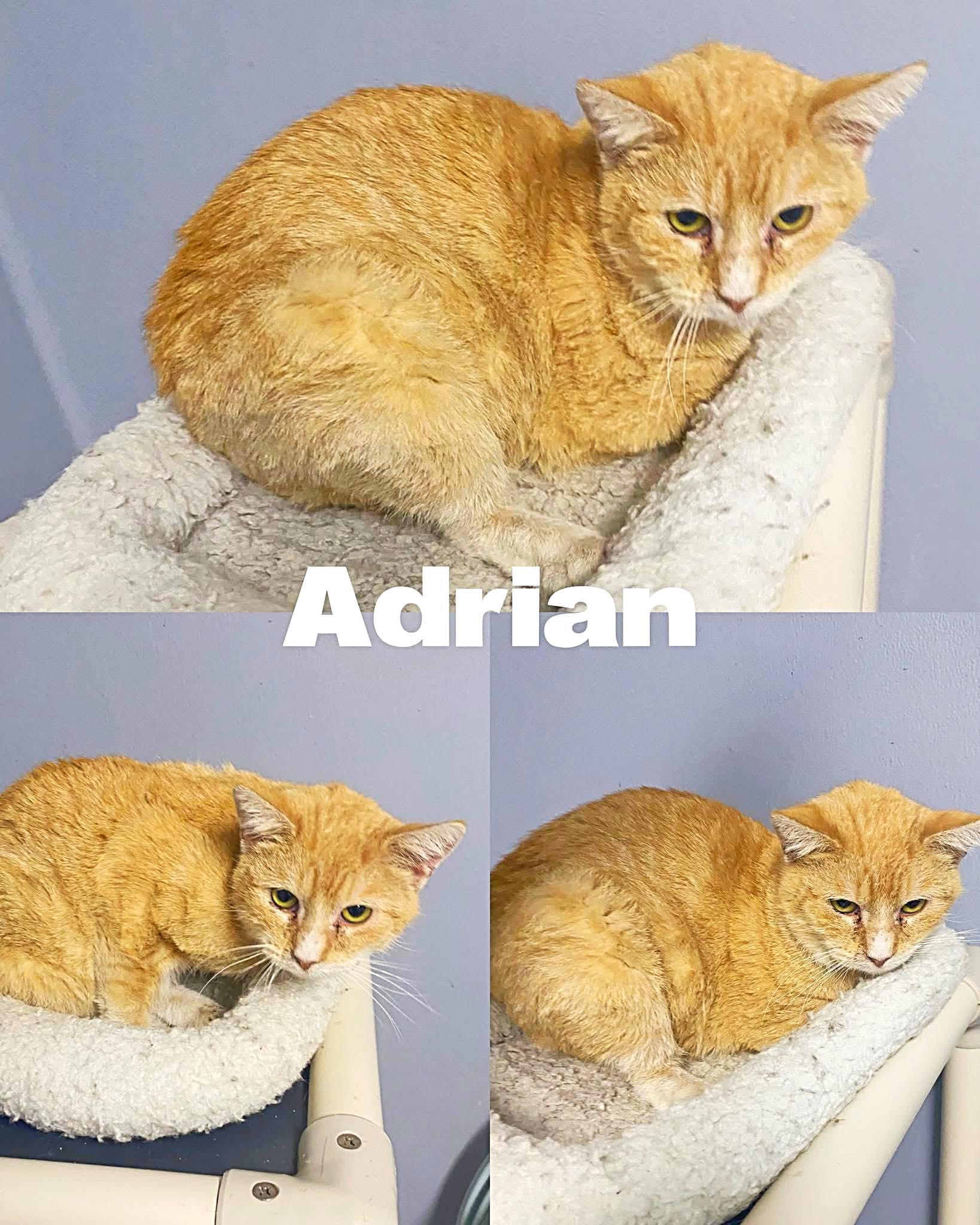 Enlarge Adrian, a Adoptable Domestic Short Hair in Saint James, MO image 1/2