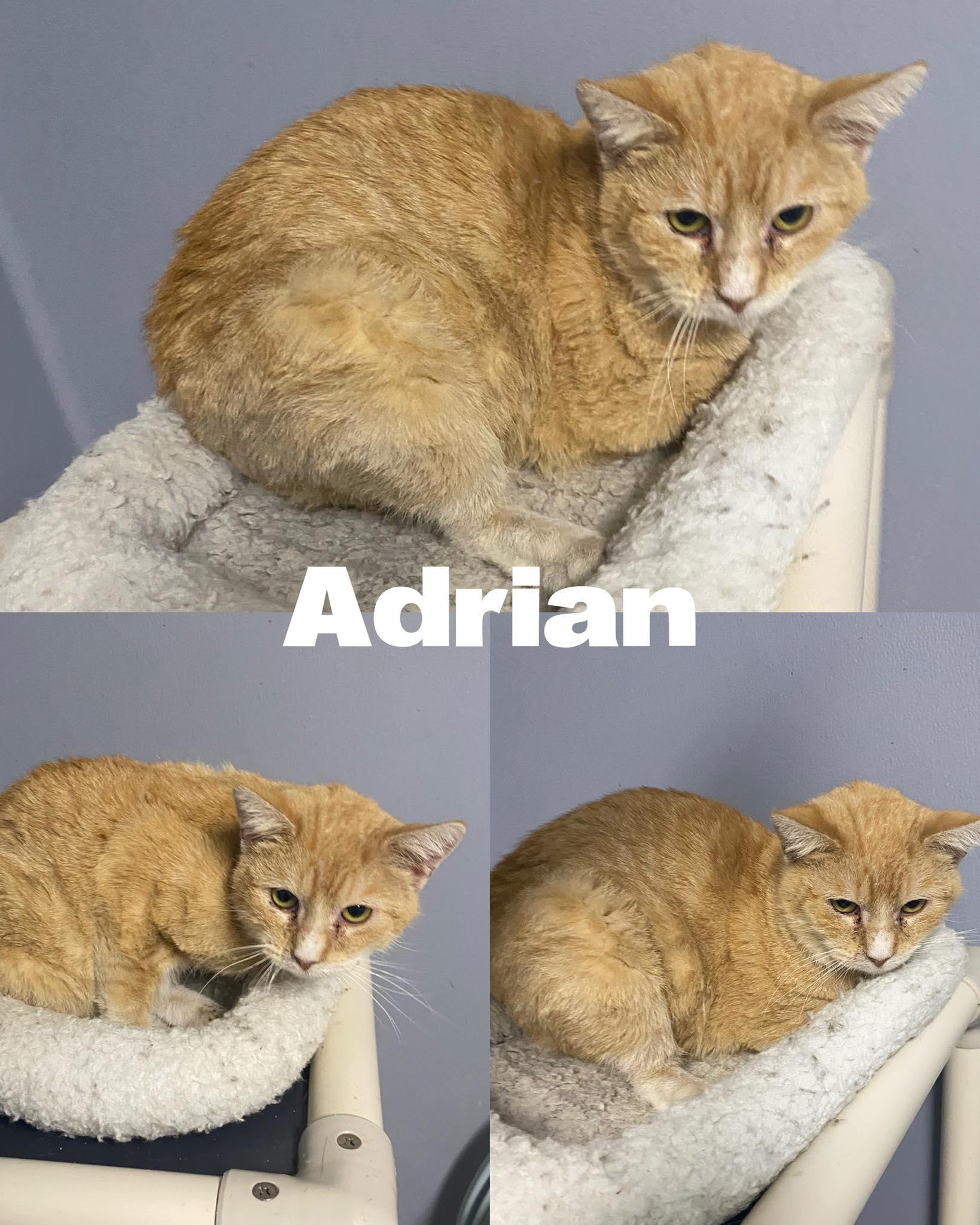 Enlarge Adrian, a Adoptable Domestic Short Hair in Saint James, MO image 2/2