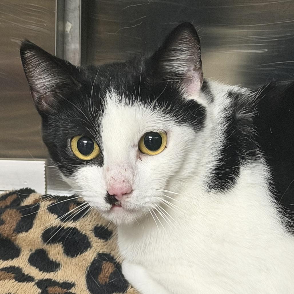 Enlarge Imogen, a Adoptable Domestic Short Hair in Marion, VA image 1/1