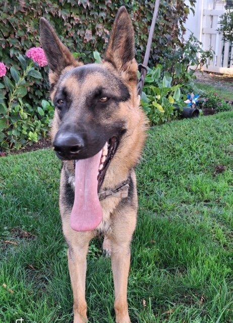 Bodie, adopted, Young Male German Shepherd Dog.