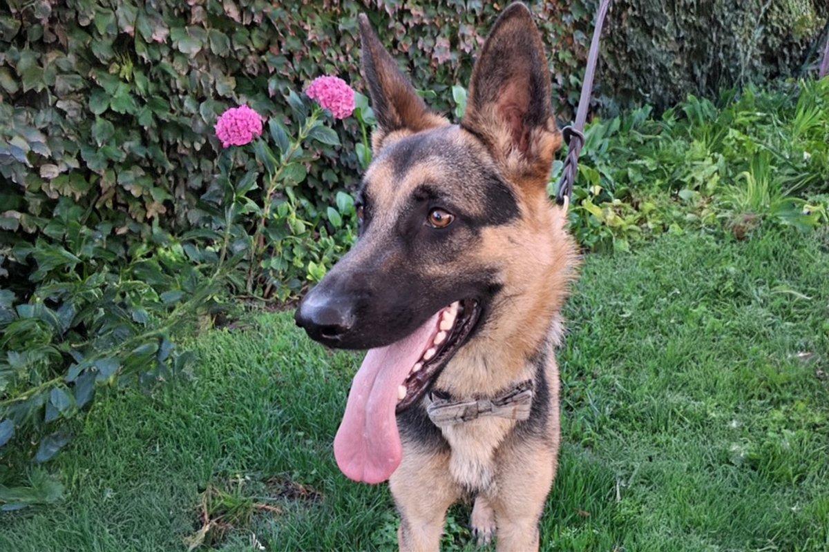 Enlarge Bodie, an adopted German Shepherd Dog in Newport Beach, CA image 2/2