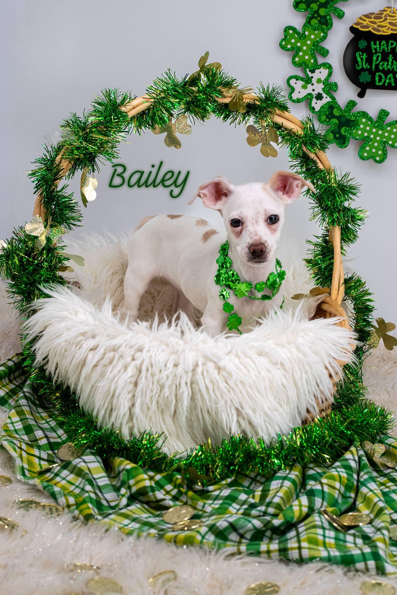 Enlarge Bailey, an adopted Chihuahua in Sevierville, TN image 1/5