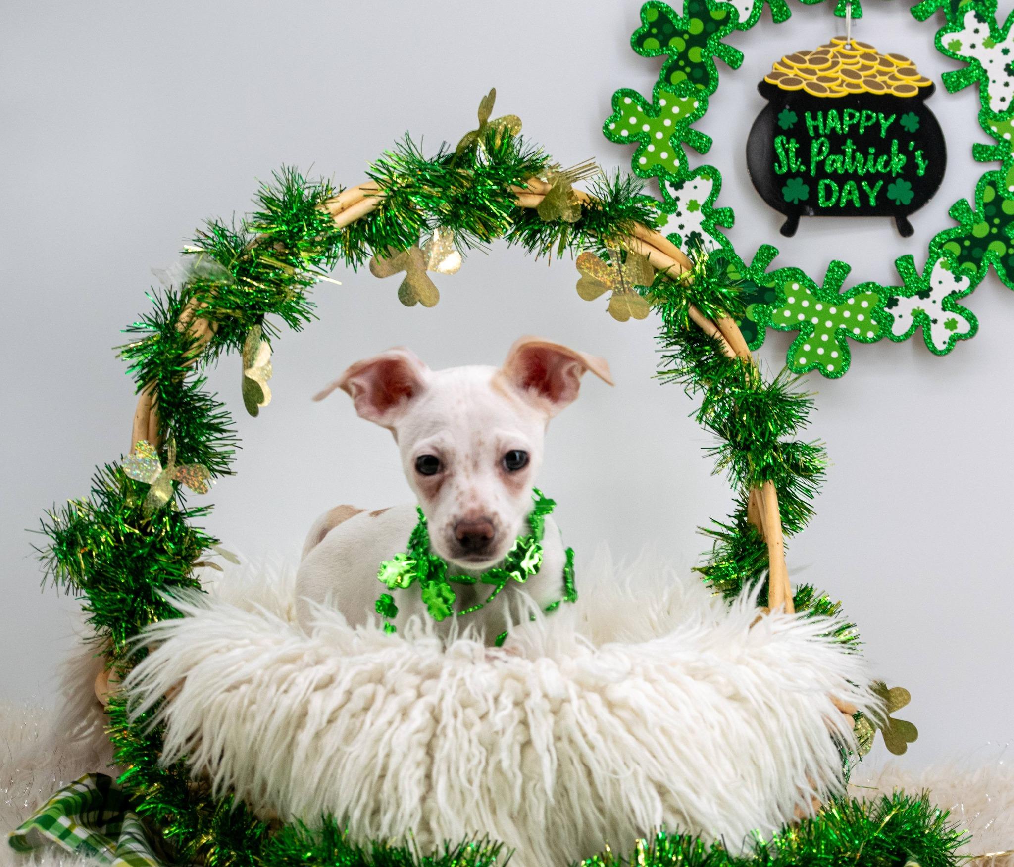 Enlarge Bailey, an adopted Chihuahua in Sevierville, TN image 5/5