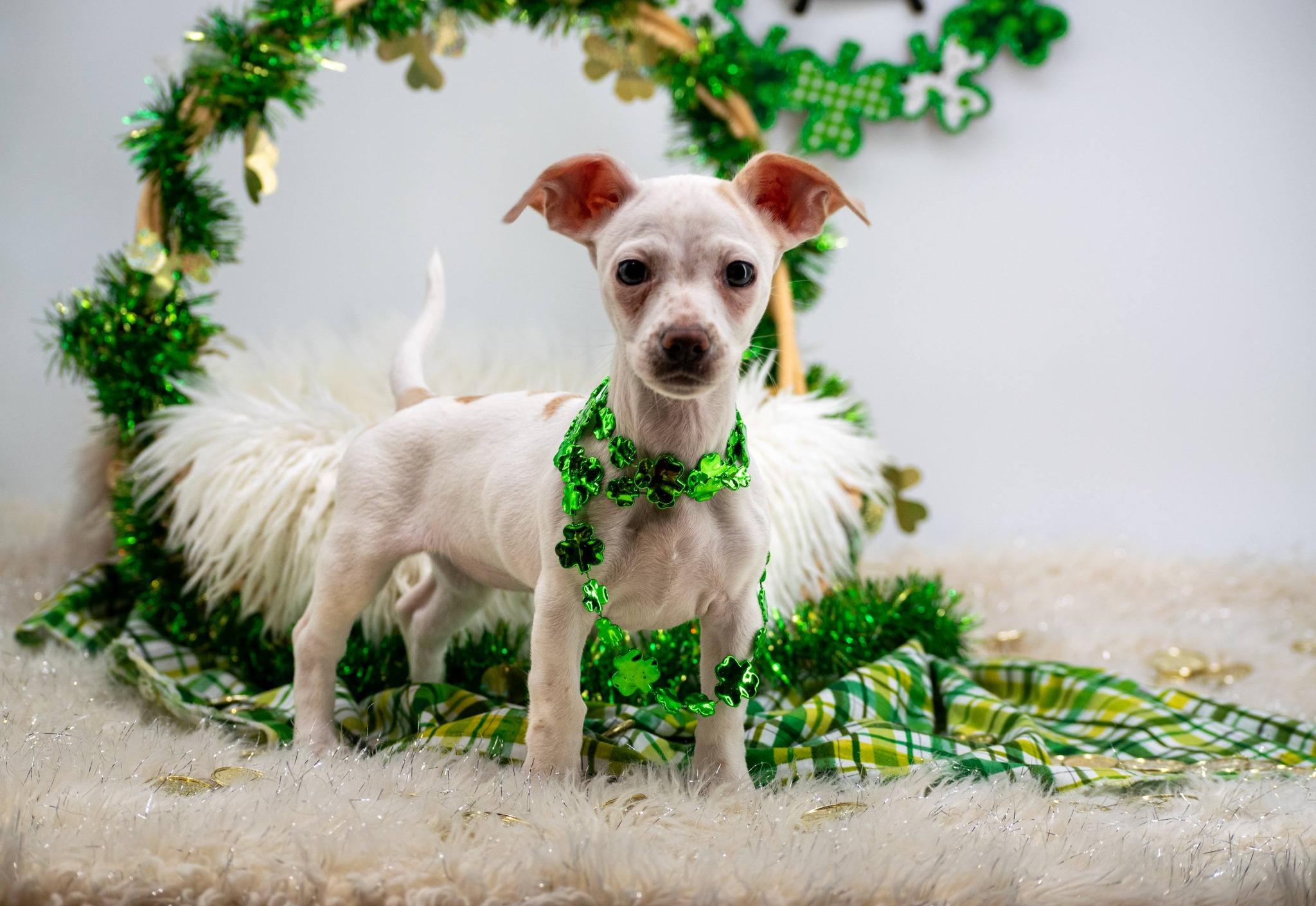 Enlarge Bailey, an adopted Chihuahua in Sevierville, TN image 3/5