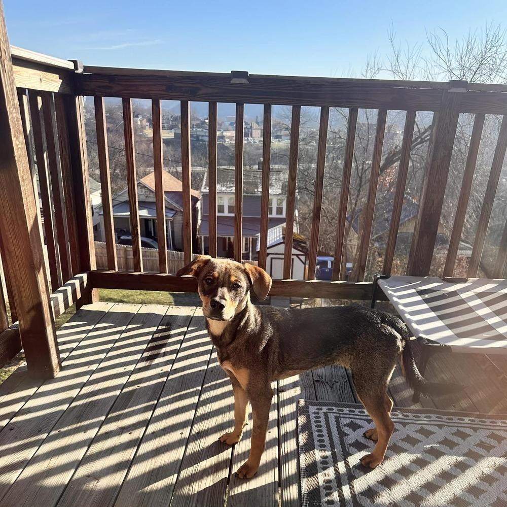 Coco, Adoptable, Adult Female Mixed Breed.