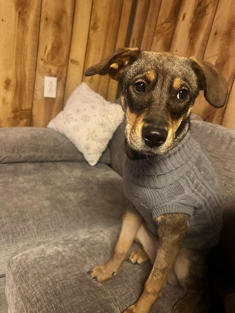 Enlarge Coco, a Adoptable mixed breed in Springdale, PA image 2/6