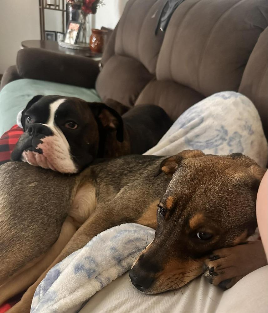 Enlarge Coco, a Adoptable mixed breed in Springdale, PA image 3/6