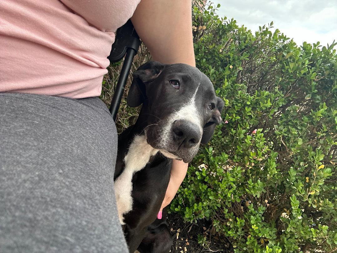 Enlarge Gris and Negra, a ADOPTABLE Great Dane in Houston, TX image 2/5