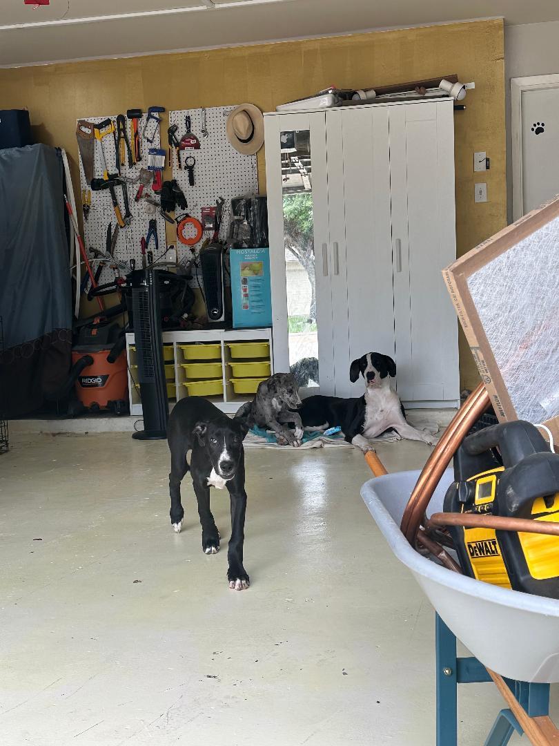 Enlarge Gris and Negra, a ADOPTABLE Great Dane in Houston, TX image 1/5