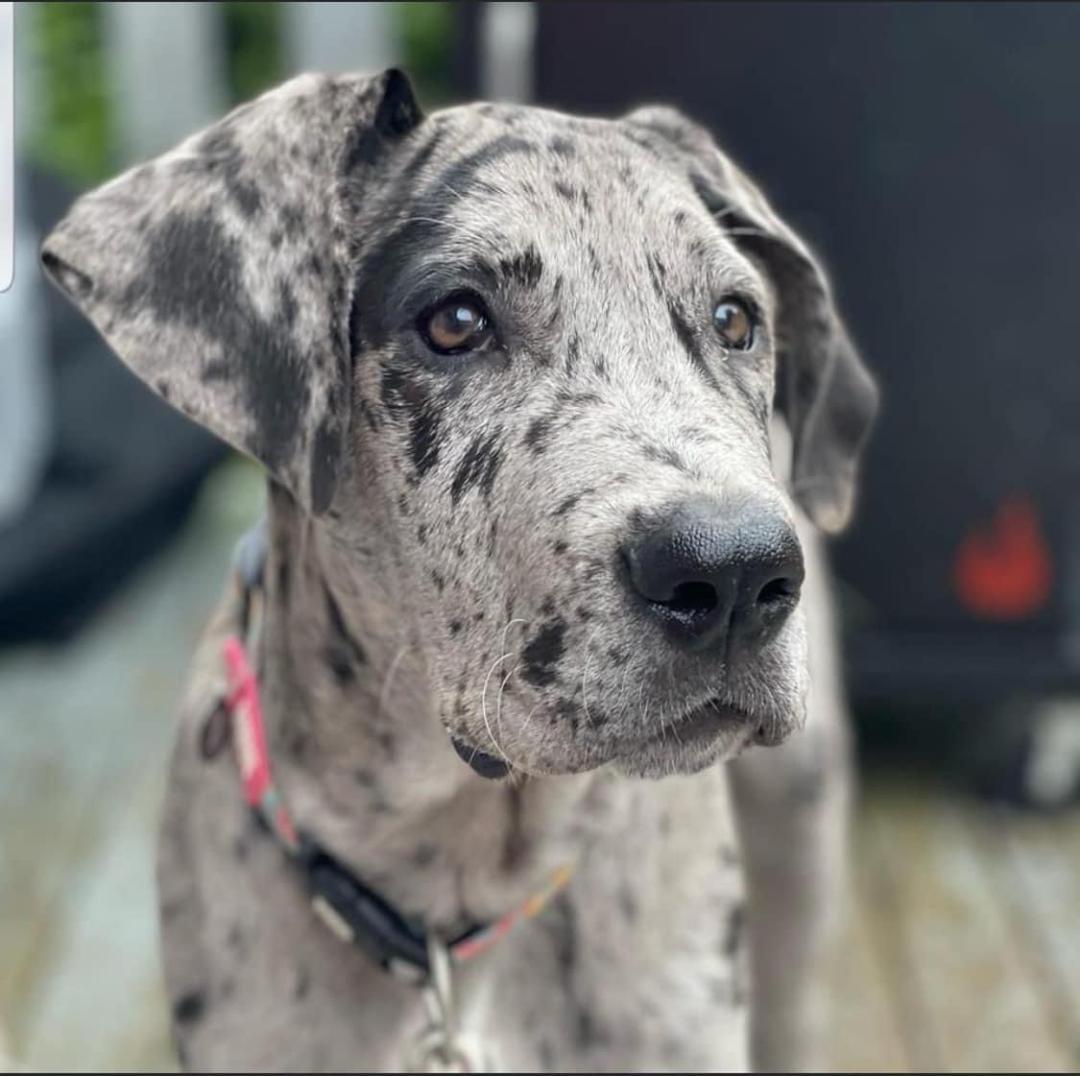 Enlarge Gris and Negra, a ADOPTABLE Great Dane in Houston, TX image 3/5
