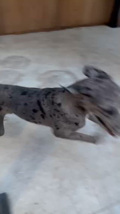 Enlarge Gris and Negra, a ADOPTABLE Great Dane in Houston, TX video 4/5