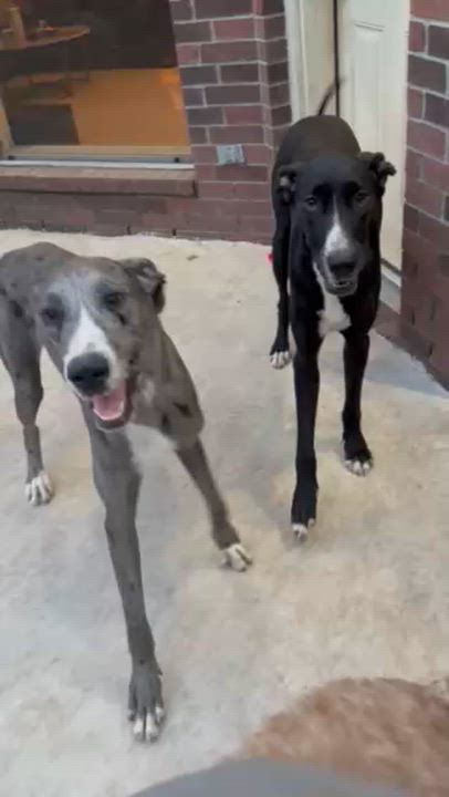 Enlarge Gris and Negra, a ADOPTABLE Great Dane in Houston, TX video 5/5
